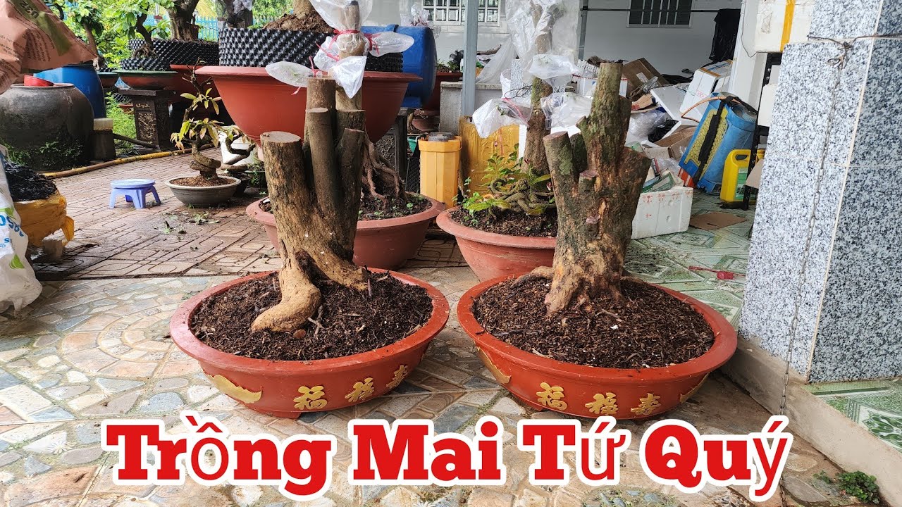 Trồng Phôi Mai Tứ Quý Vào Chậu Cạn