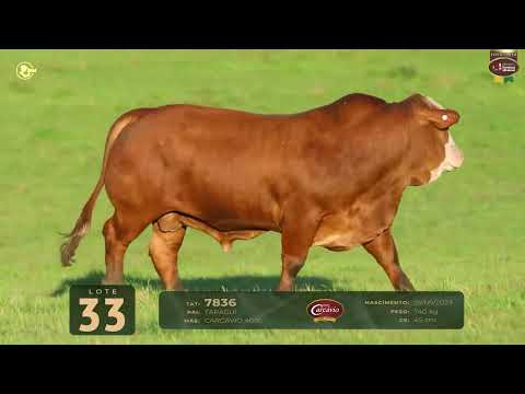 LOTE 33   TAT 7836 M Braford