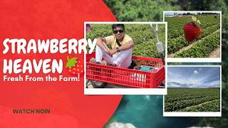 From Farm to Basket! 🍓 Strawberry Picking Vlog
