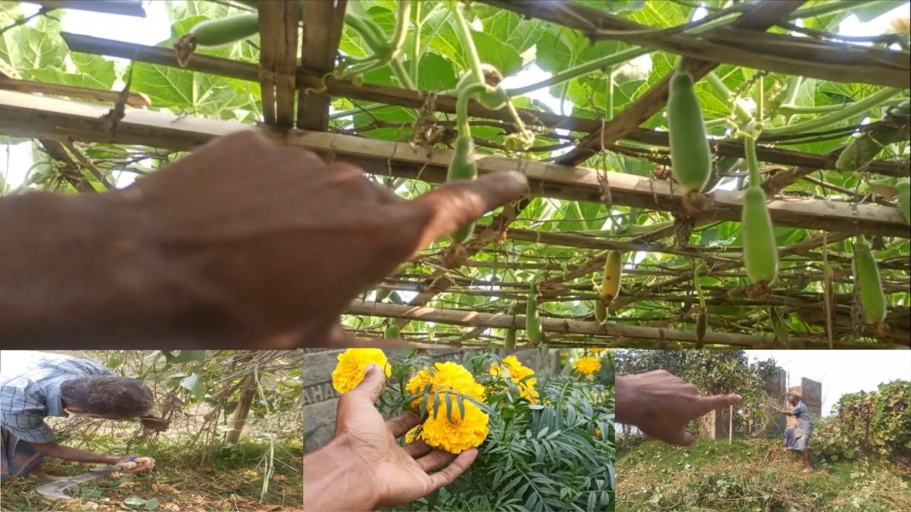 শেষ পর্যন্ত নিজের ঘর আর বাগান বাঁচাতে পারলাম না! 🏠😭 My First Vlog