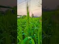 Jay jaban Jay kisan #shots #viralvideo
