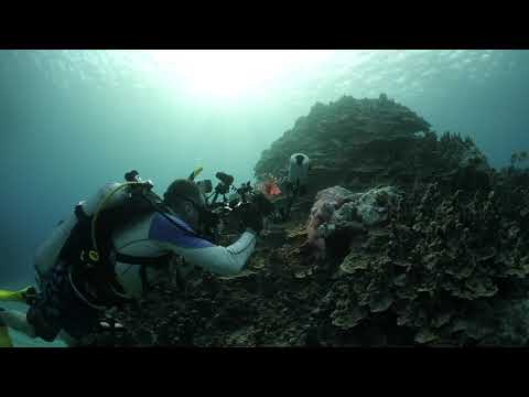 Diving Barracuda Rock and Coral Gardens