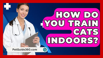 How Do You Train Cats Indoors? - PetGuide360.com