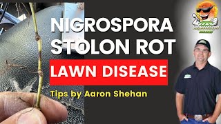 Nigrospora Stolon Rot (Arlington, TX)