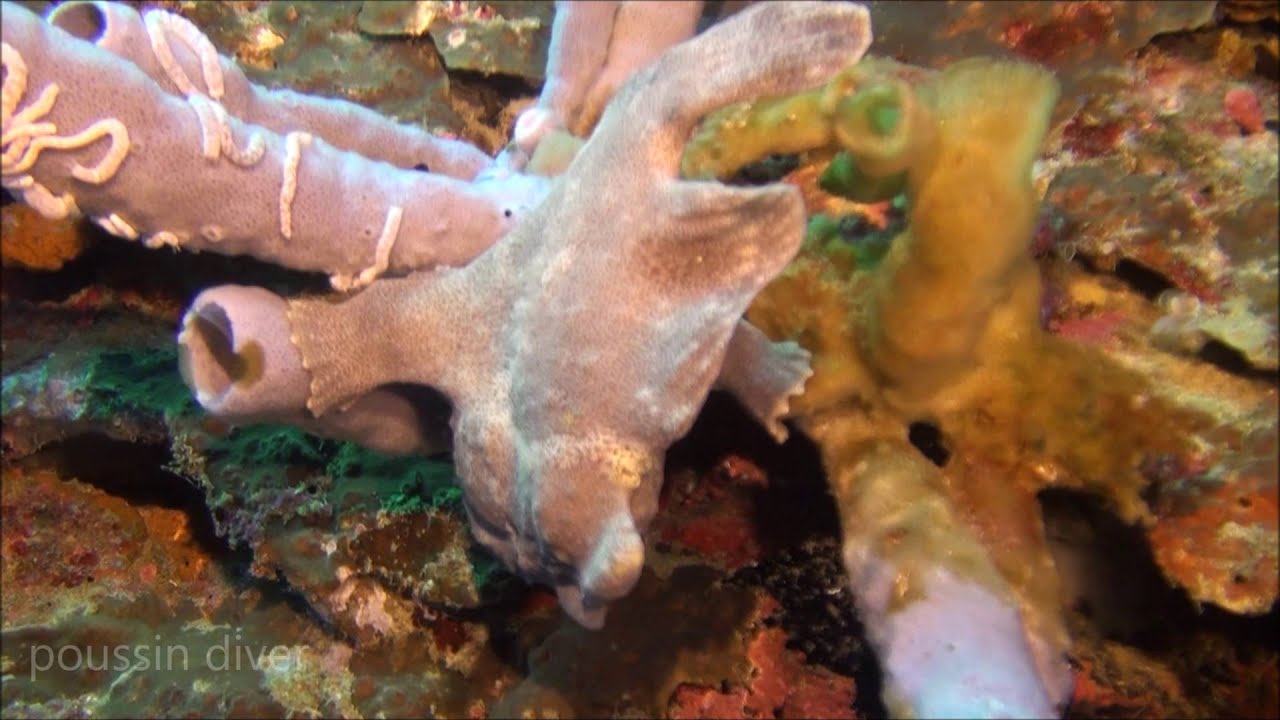 Antennarius commerson