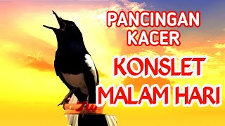 TERAPI KACER MALAM HARI TETAP KONSLET BUKA EKOR GACOR | PANCINGAN KACER MALAM HARI AGAR NYAUT