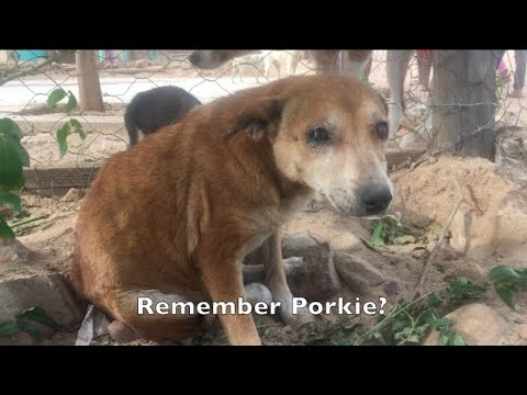 Abused Little Old Dog- Update!