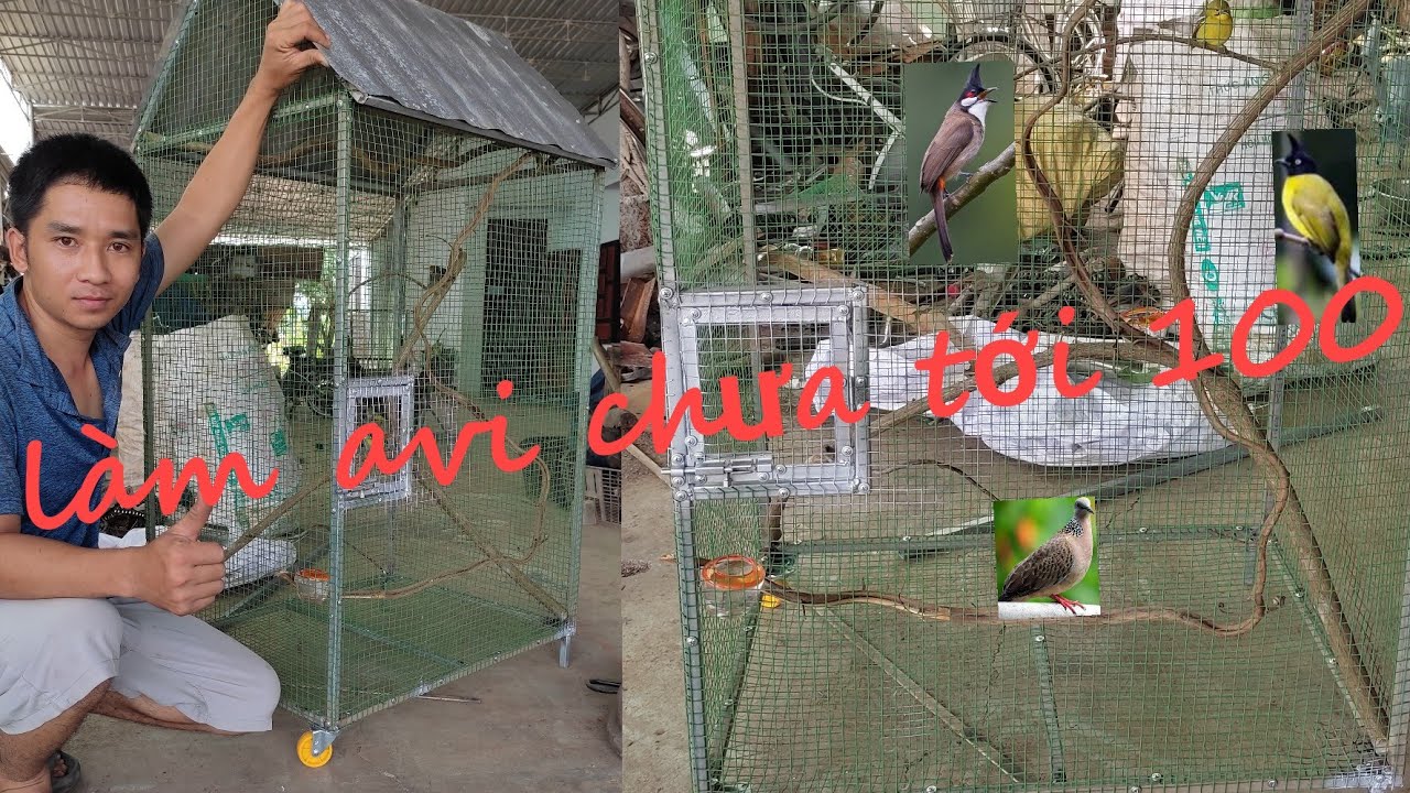 Làm Avi Nuôi Chim Đơn Giản | Chưa Tới 100K - youtube