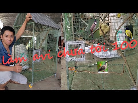 Video Làm Avi Nuôi Chim Đơn Giản | Chưa Tới 100K - youtube