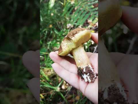 تصویری: Fallet Boletus: تفاوت آنها با یک قارچ خوراکی است