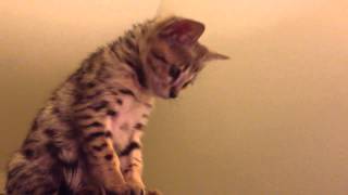 8 Week Old F2 Savannah Fox Complaining