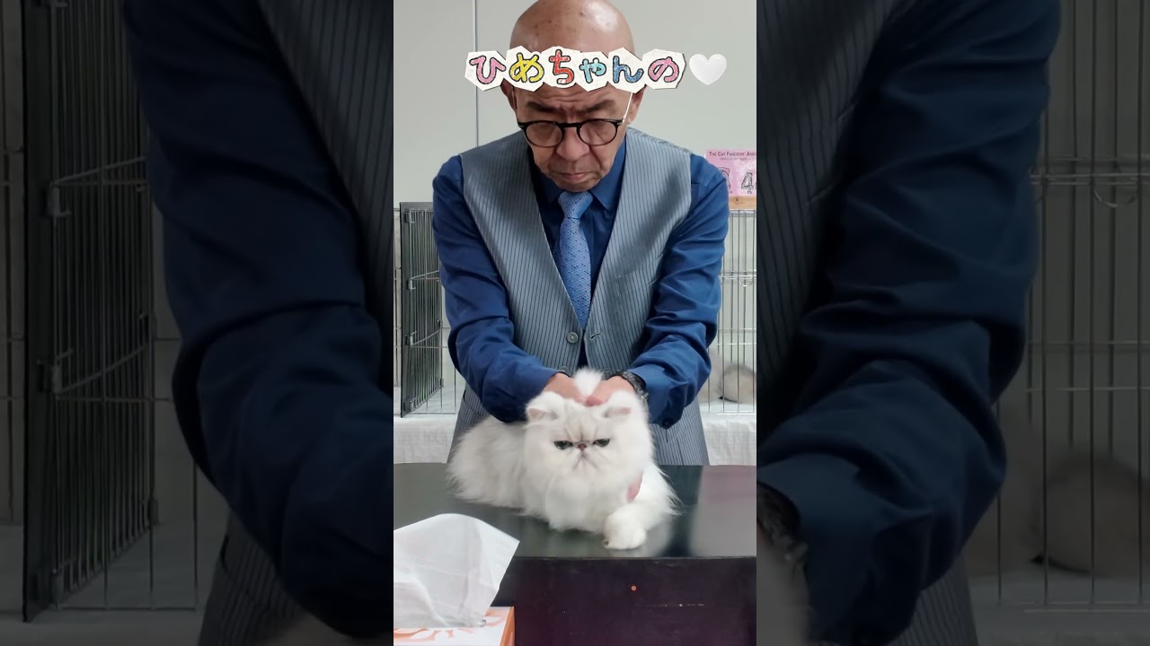 キャットショー2月14日浅草Part2 #みーちゃん先生 #猫のプロ #キャットショー