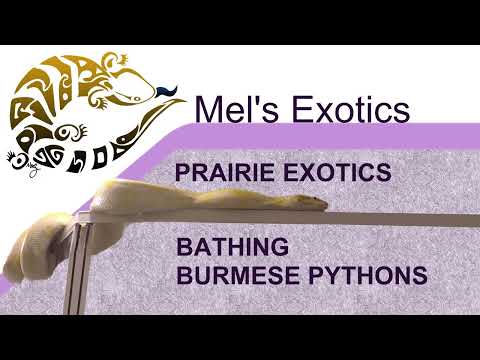 Bathing Burmese Pythons at Prairie Exotics