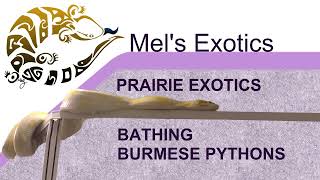 Bathing Burmese Pythons at Prairie Exotics