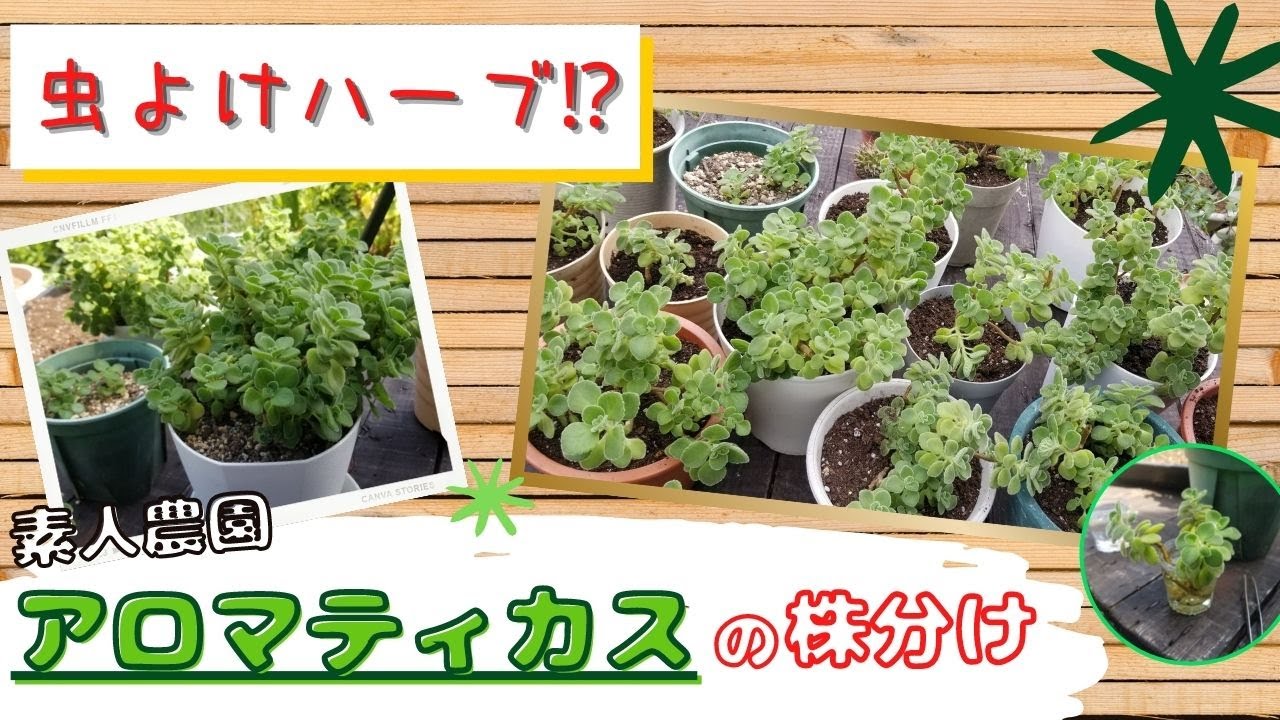 Succulent Herb] Dividing Aromatics - YouTube