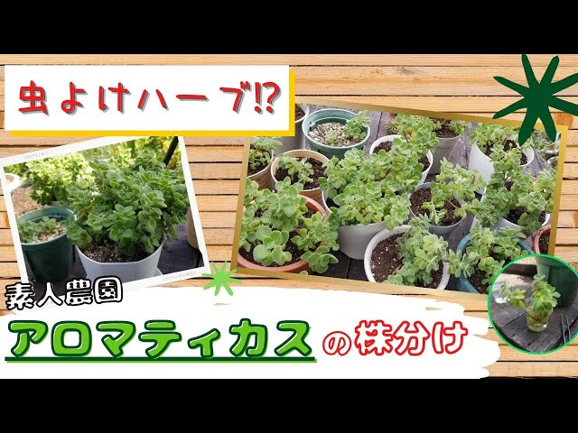Succulent Herb] Dividing Aromatics - YouTube