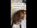 Is your dog bored… and getting into trouble because of it? #shorts