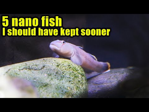5 Nano fish I should have kept sooner! - YouTube