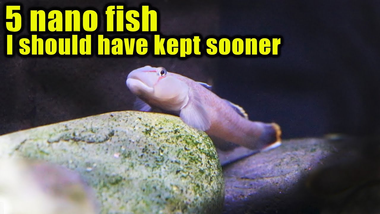 5 Nano fish I should have kept sooner! - YouTube