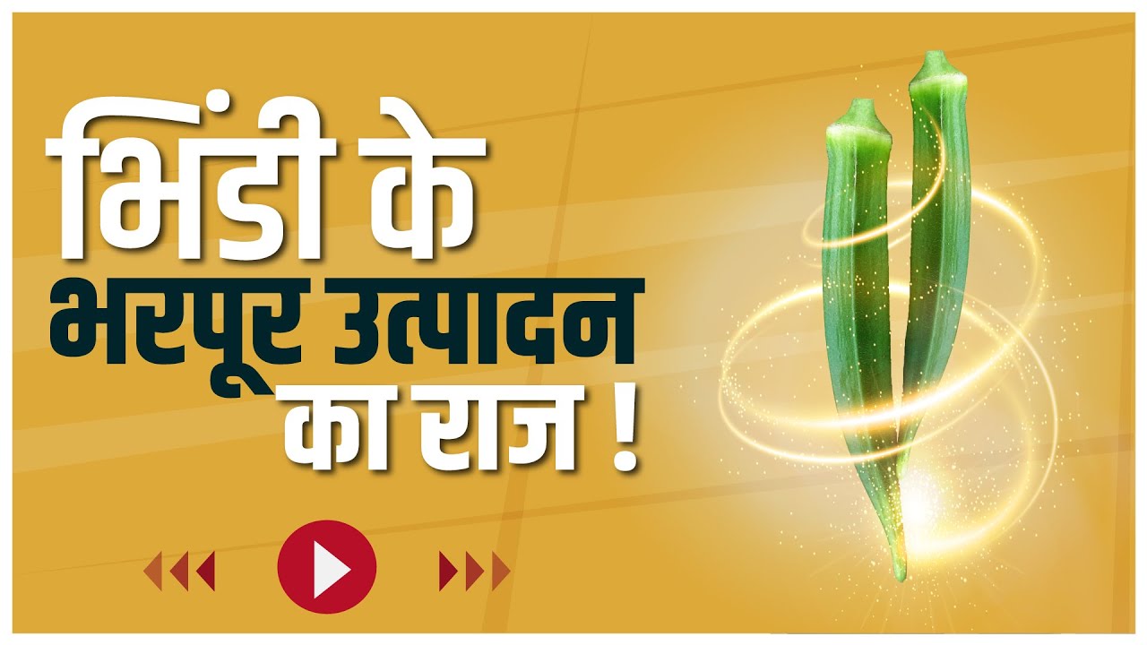 जमकर मुनाफा देने वाली भिंडी 🥳 भिंडी की बेस्ट किस्म.👌 Janaki Seed Top Class Okra Seed