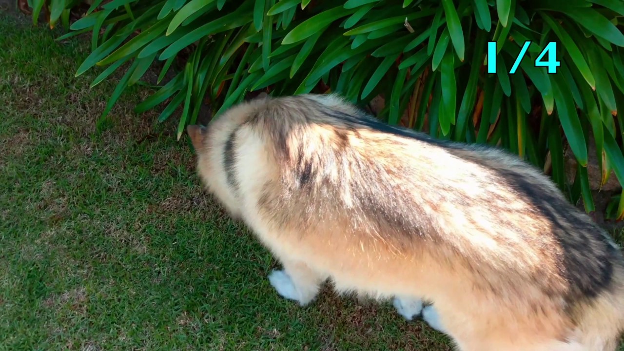 Husky Easter Egg Hunting