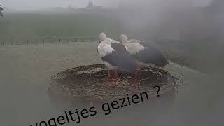 Ooievaars in de sneeuw