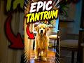 Funny Dog Tantrums 😂 #pawventure #shorts