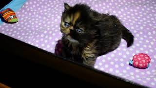 Periwinkle's 20 Day Old Tortoiseshell and Black Persian Kittens by VICTORIAN GARDENS CATTERY 4,777 views 3 years ago 9 minutes, 16 seconds