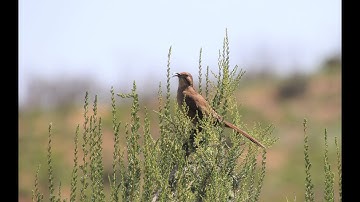 OnTopic: Getting the Most of iNaturalist