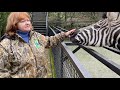 Познавательно о зебрах! Зебра позвала Татьяну Ивановну! Зоопарк "СКАЗКА"!