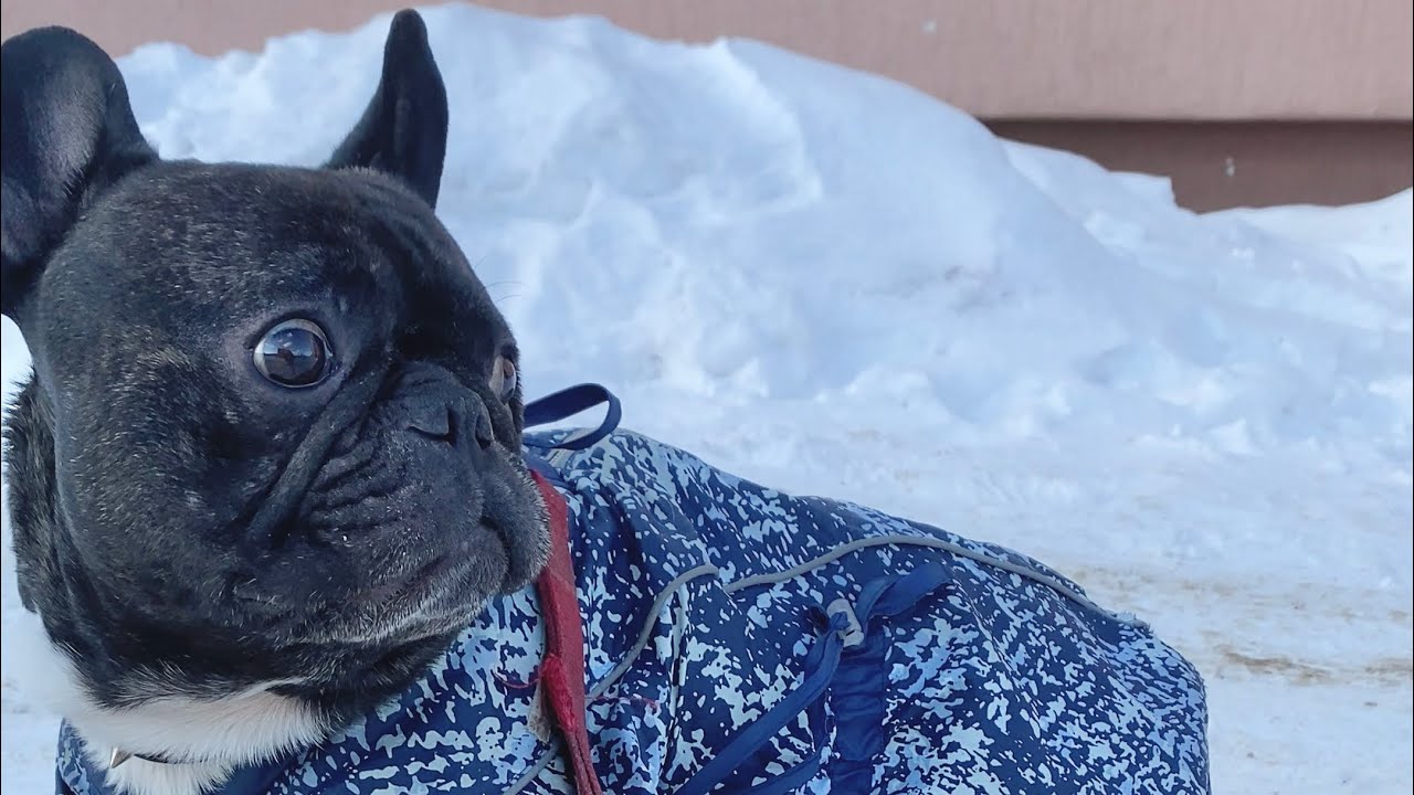 French bulldog melting the snow. He wants spring to come earlier Shorts YouTube