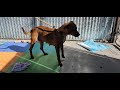 Cinnamon - PAWS video
