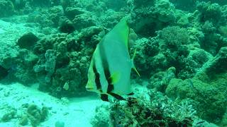Spitzmaul-Fledermausfisch / Shaded Batfish / ( Platax pinnatus )