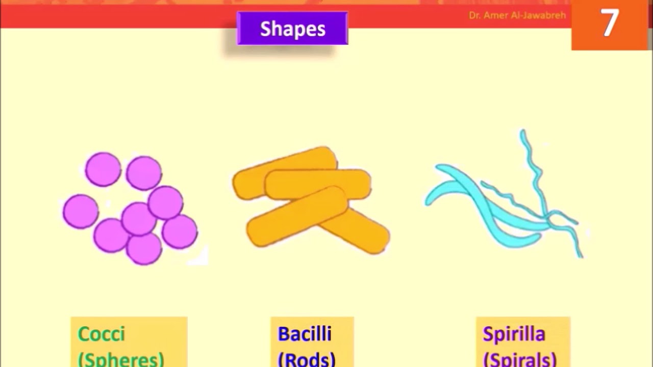 Simple ٍStains of Bacteria- Lab 7 - YouTube