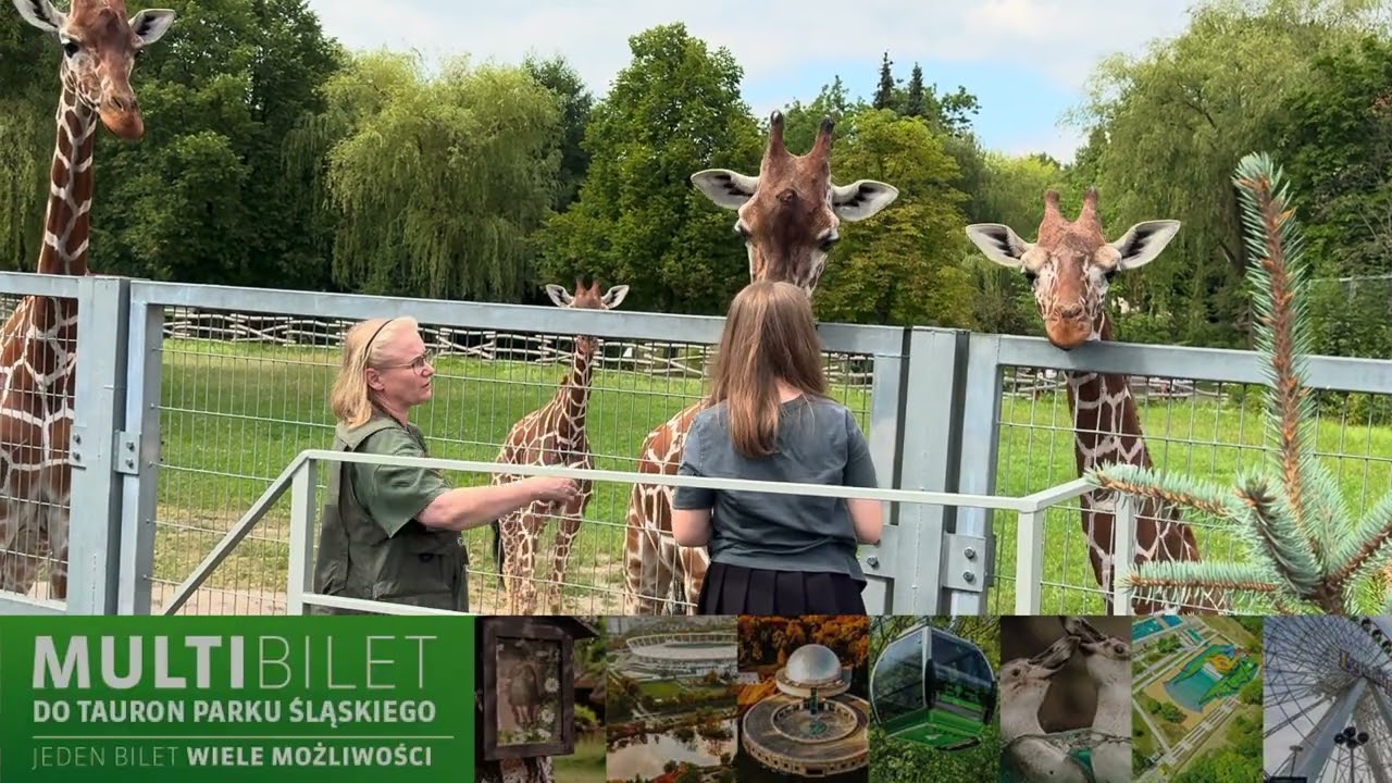Jakie tajemnice kryją żyrafy? 🦒 Karmienie z bliska w Śląskim ZOO! | Perspektywa Sary
