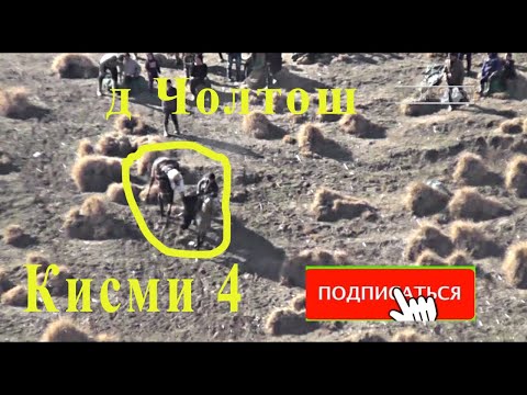 Бузкаши дар д