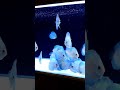 beautiful discus fish breed #aquarium #feeds