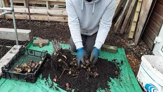 Shedwars21 Jerusalem Artichokes Have Burst My Containers Massive Harvest