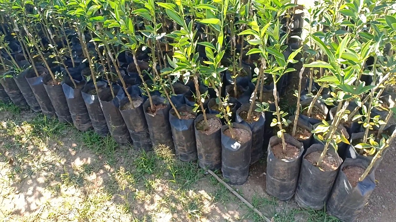 สวัสดีครับ ขออนุญาติ นำเสนอ ต้นกล้าส้มสายน้ำผึ้งเสียบยอด สายน้ำผึ้ง พันธุ์ดี อึดทนออกลูกไว ส่งทั่วไท