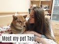 Meet my pet tag | Shiba Inu