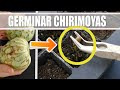 Cuando quieras germinar chirimoyas haz esto