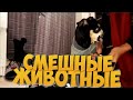 Смешные животные 2020 | Приколы с животными | приколы с котами | новые приколы 2020