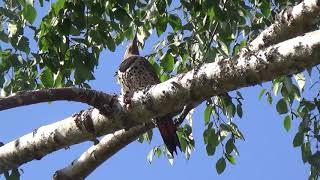 5816 S 238th Ct Apt D4, Other Birds at the Backdoor