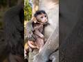 Newborn baby enjoys milk lol! 🤭💞 #shorts #cutemonkey #feed