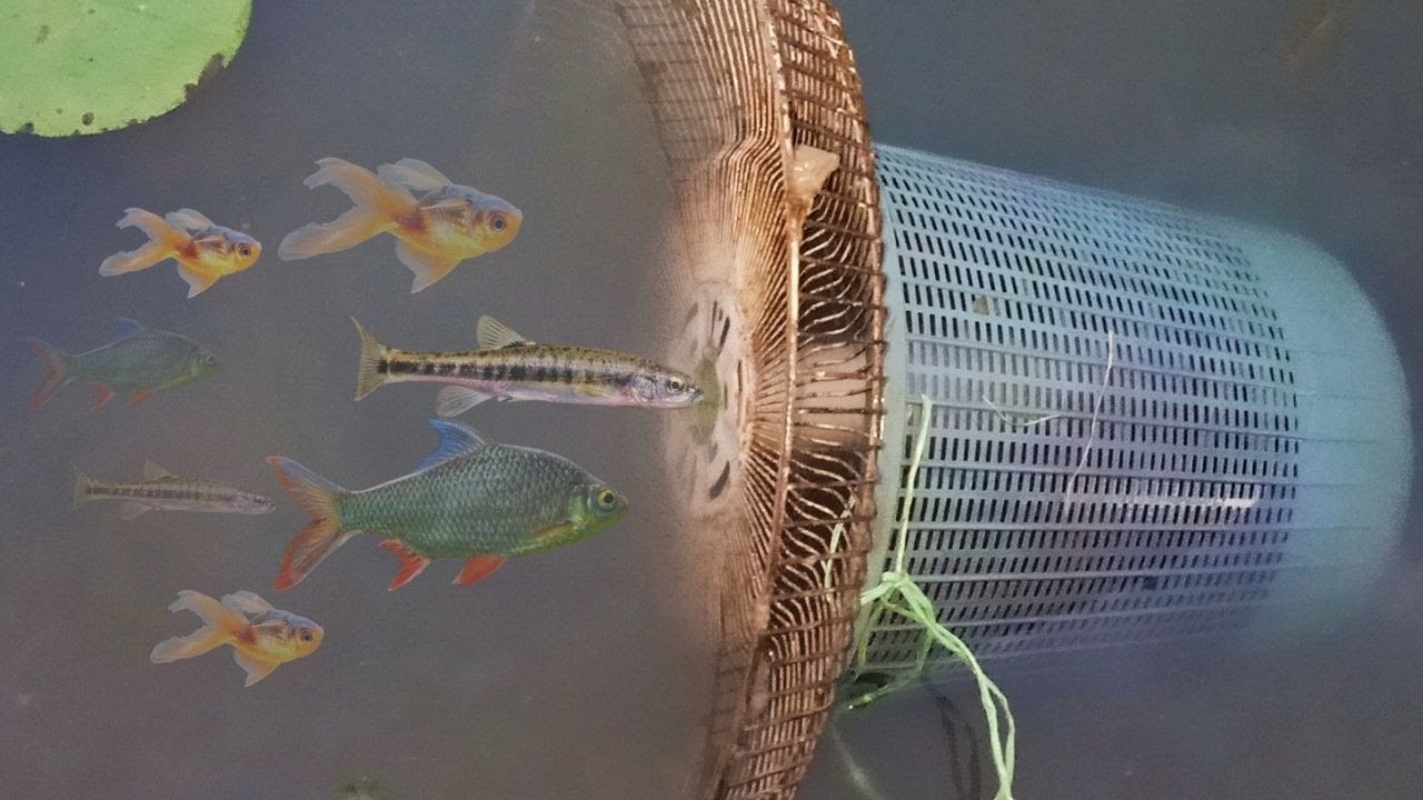 Boy Make Fish Trap Using PVC Fan Guard - Catch A Lot of Fish