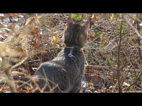 Video: Jak Kočky Loví