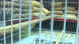 Visiting a local pet store not a great variety of animals but still nice HD part 1 Visiting a local pet store not a great variety of animals but still nice HD part 1