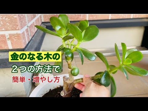 オータムルージュ 挿し木苗 金のなる木] 2つの方法で簡単増やし方| How to Propagate Jade Plant