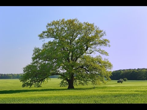 Video: Die Magischen Eigenschaften Der Eiche