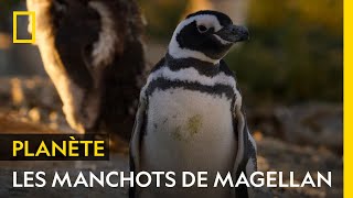 Les manchots de Magellan sont de véritables explorateurs